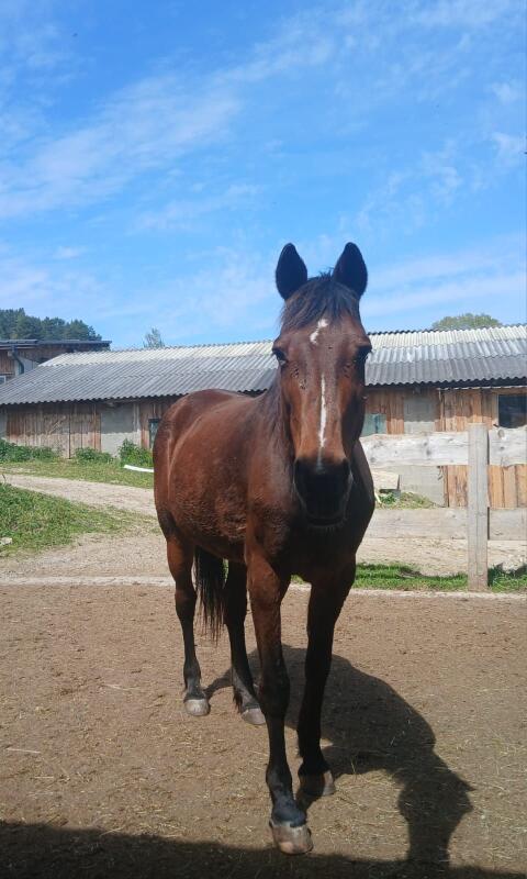 Warmblutmix-Stute
