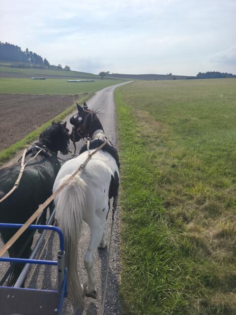 Ponys