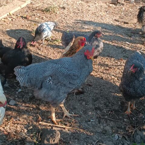 Plymouth Rock Hahn