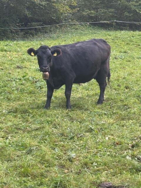 Angus-Kuh tragend