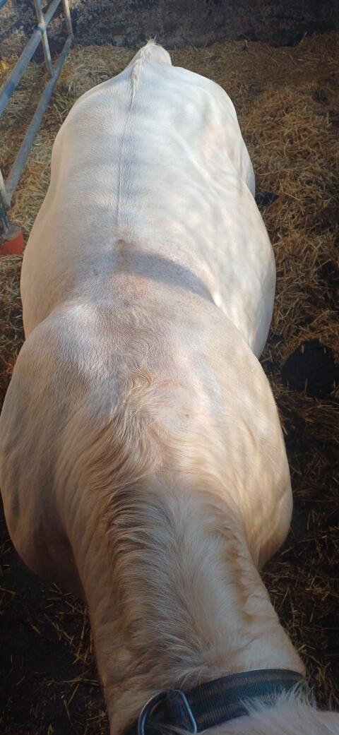 Verkaufe Charolais-Stier