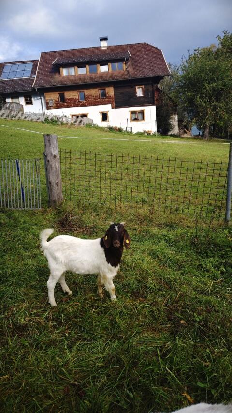 Ziegenbock