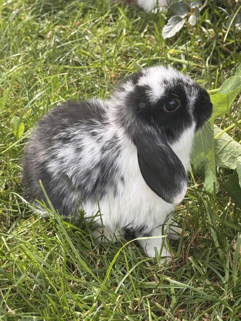 Mini Lop, männlich/weiblich, zu vergeben