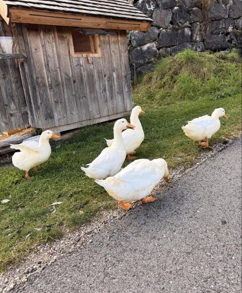 3 Pekingenten zu verschenken