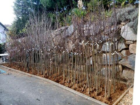 Obstbäume, viele robuste alte Sorten, 200 bis 300 cm, Apfel, Birnen