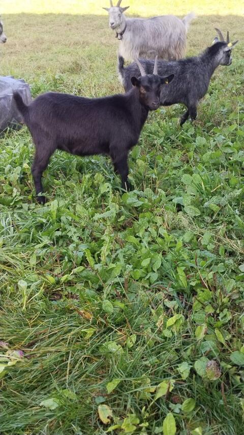 Blobe Bockkitze, Blobe Kitze