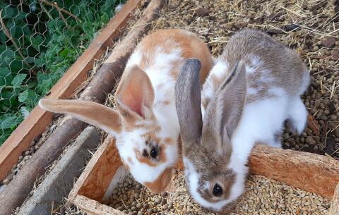 Riesenscheck-Mix-Kaninchen