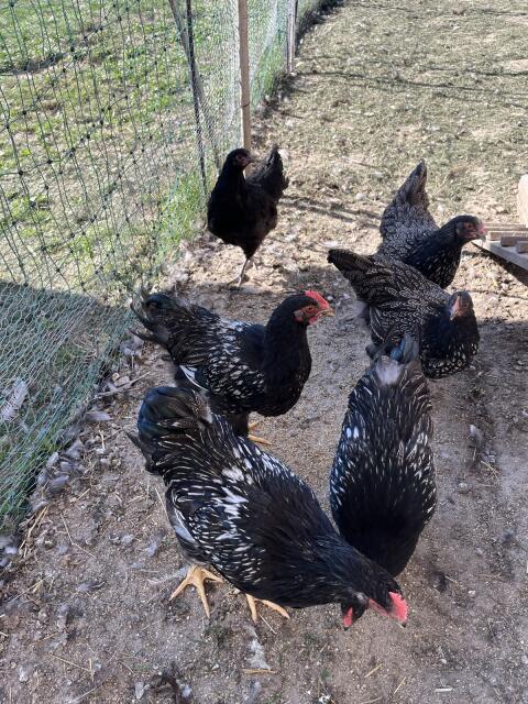 Barnevelder Junghähne