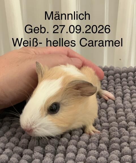 Meerschweinchen-Paar