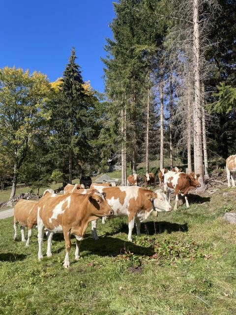 Trächtige BIO Fleckviehkalbinnen