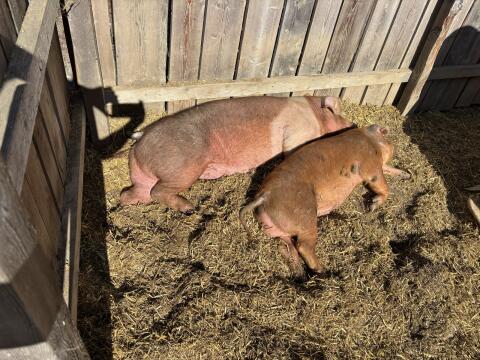 Schwein