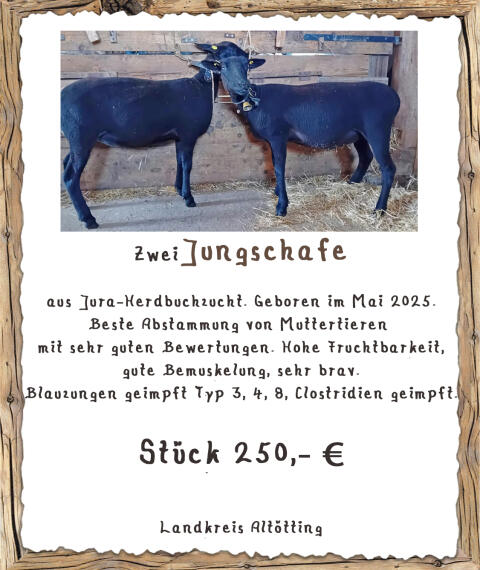 Juraschafe