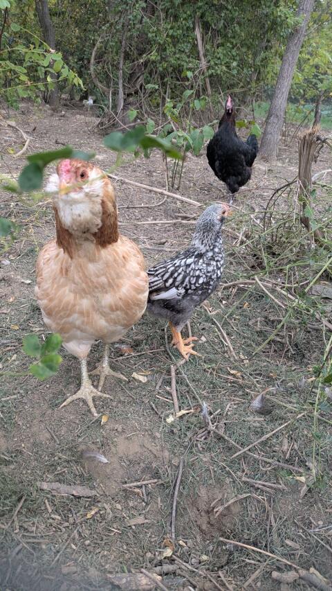 Zwerg-Wyandotte x Araucana Hahn