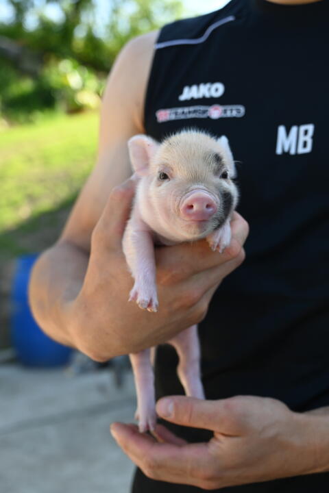 Micro-, Teacup-Schweine