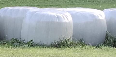 Siloballen, 2025 3. Schnitt