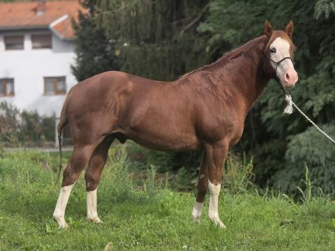 Mehr Paint Horses zu verkaufen