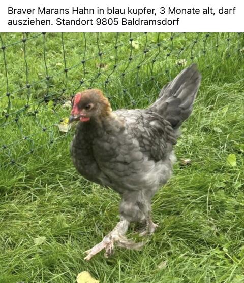 Marans-Hahn