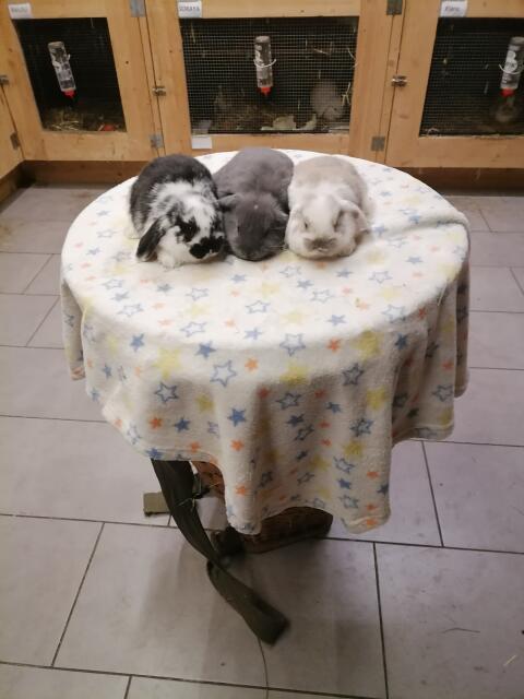 Zwergwidder Zwergkaninchen