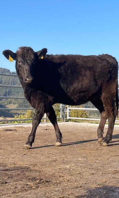 Wagyu-Kalbin Fiona