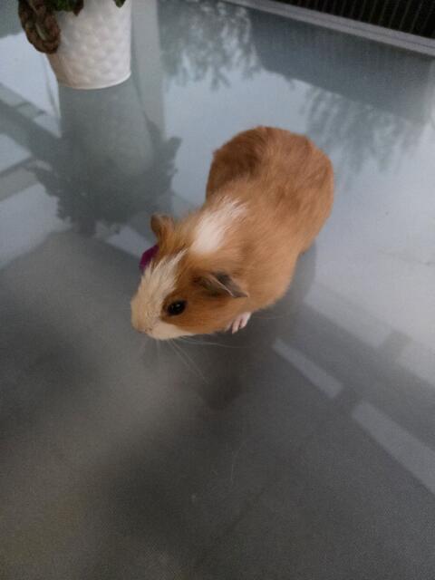 Meerschweinchen, männlich, zu verkaufen