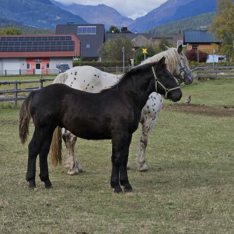 Hengstfohlen