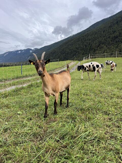 Ziegenkitz