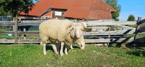 Waldschaf-Widder