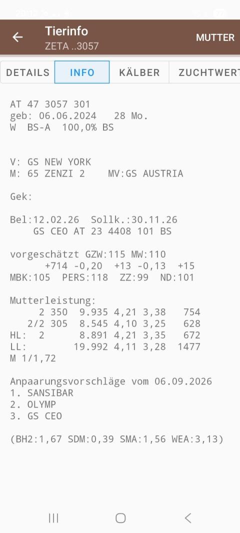 Verkaufe hochträchtige Brown Swiss Kalbinnen