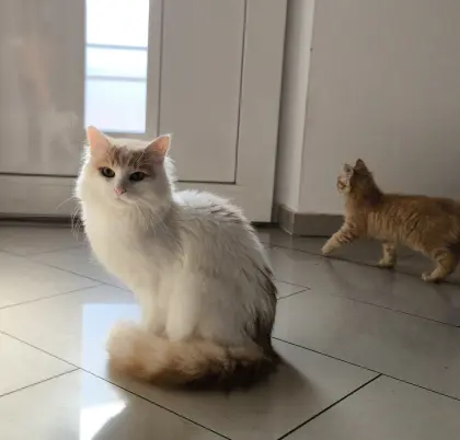 Zuckersüße Maine-Coon-Mixe