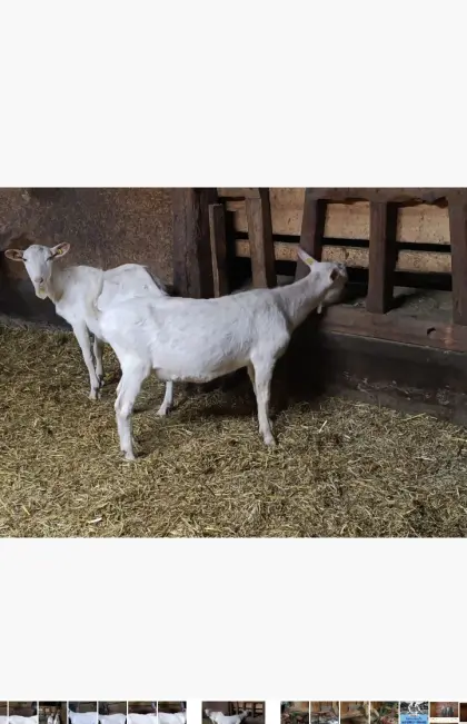 Saanenziegenbock