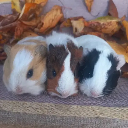 Meerschweinchen, Weibchen, Männchen
