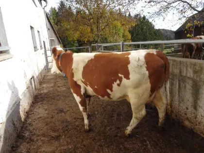 Suche Jungkuh FV