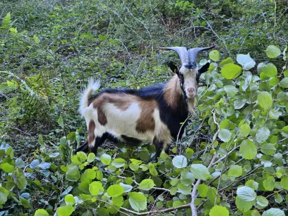 Ziegenbock, Steirische Scheckenziege