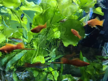 Aquariumfische