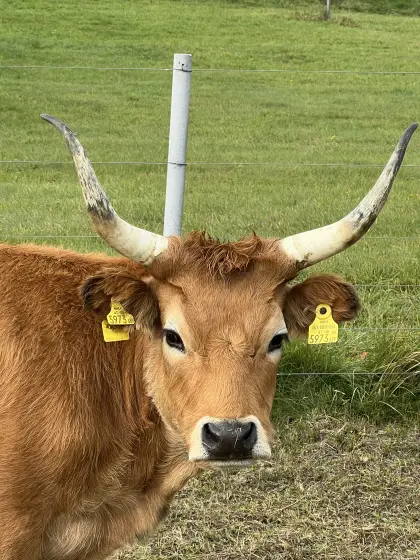 Hübsche Cachena-Kalbin günstig abzugeben