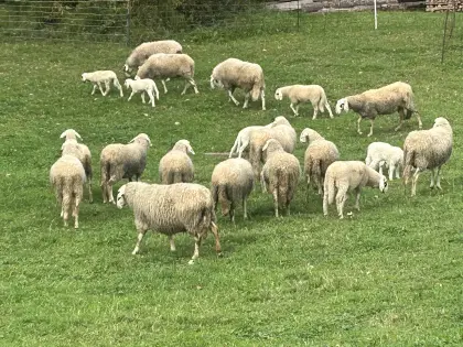 Brillenschaf-Lämmer