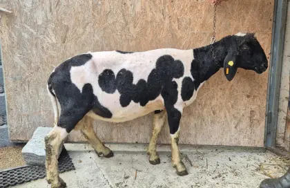 Tscheggenwidder
