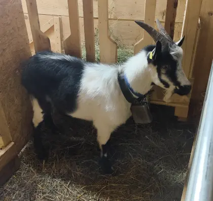 Pfauenziegenbock