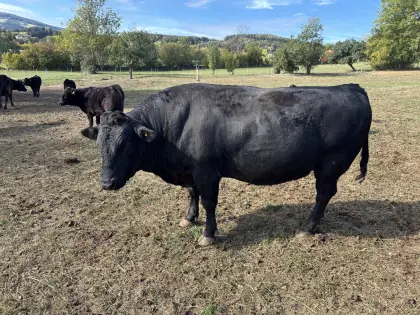 Fullblood Wagyu Zuchtstier, Herdebuch A