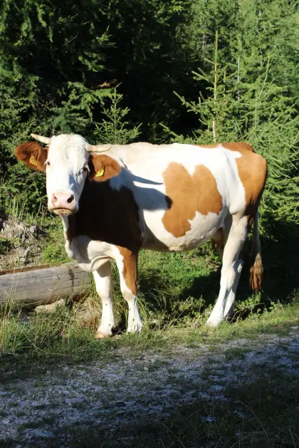 Mutterkuh