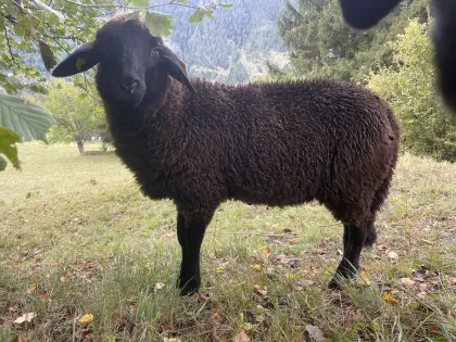 Jungwidder zu verkaufen
