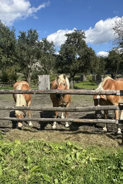 3 Haflinger Stuten