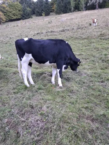 Kalbinnen