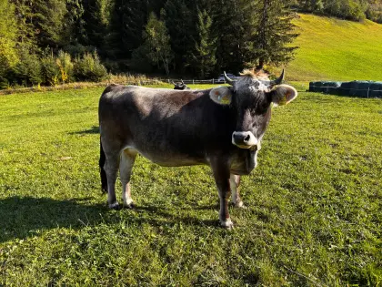 Verkaufe trächtige Grauviehkalbin