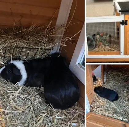 Meerschweinchen