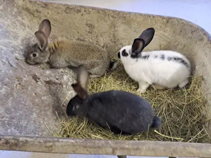 Hasen, Fleischhasen