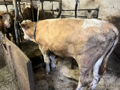 Fleckvieh