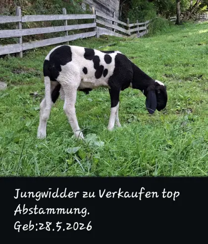 Jungwidder