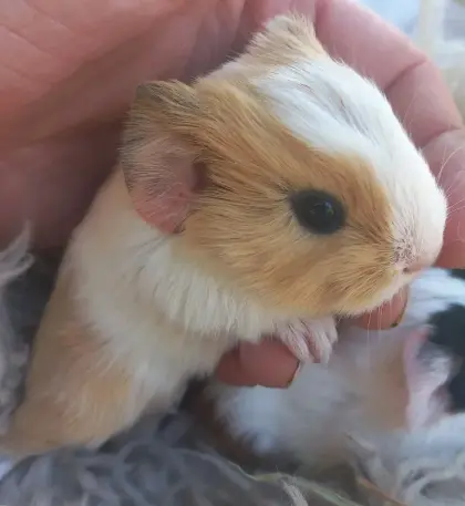 Meerschweinchen-Bub