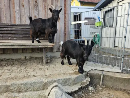 Zwergziegen